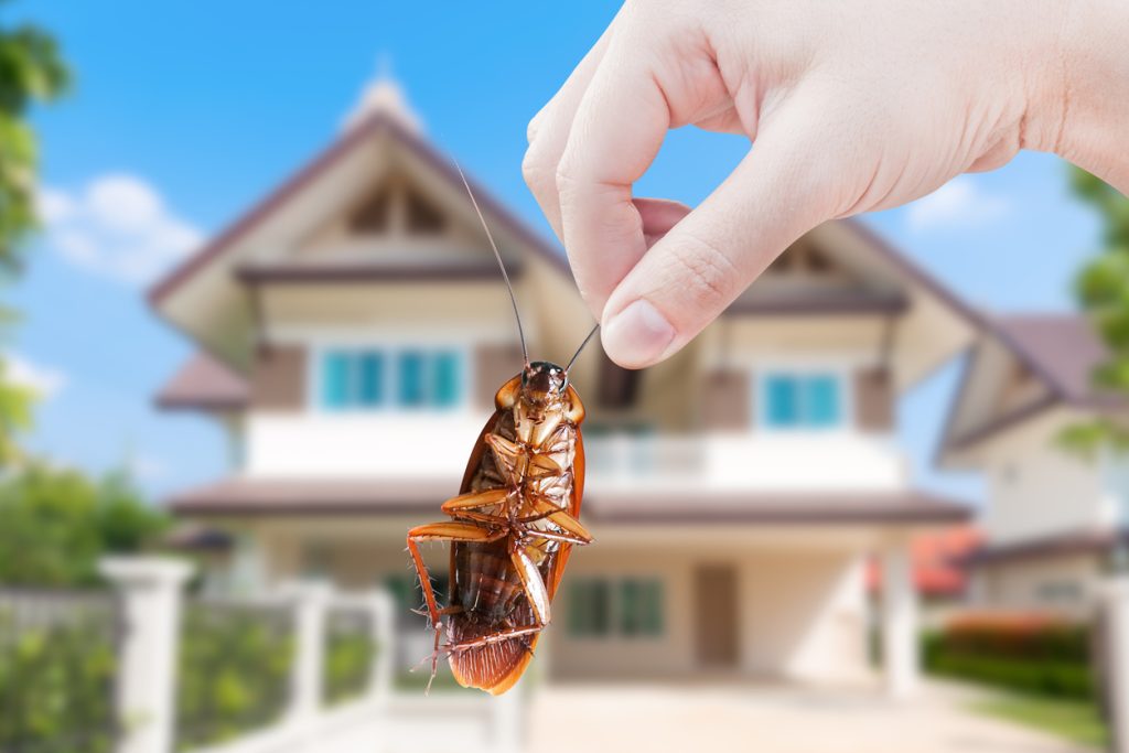 Pest Control Service
