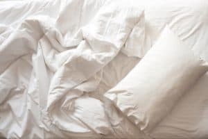 Bed Bugs