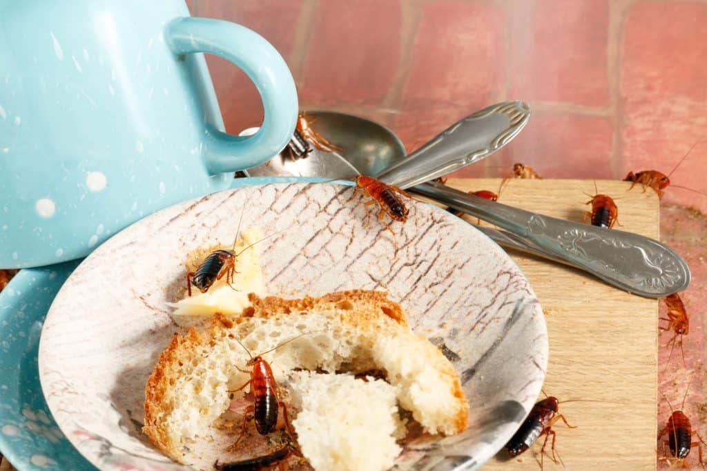 Food Attracts Roaches in your home
