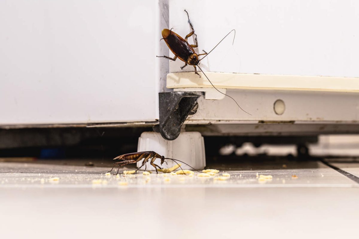 How To Prevent Cockroaches From Invading Your Home All American Pest Management 